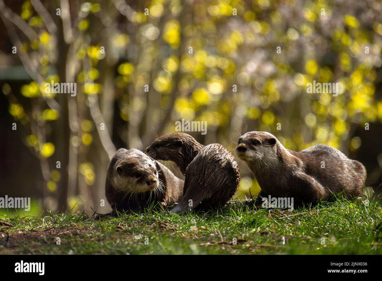 Una famiglia di tre lontre asiatiche piccole e attaccate sull'erba insieme, lo Zoo di Edimburgo Foto Stock