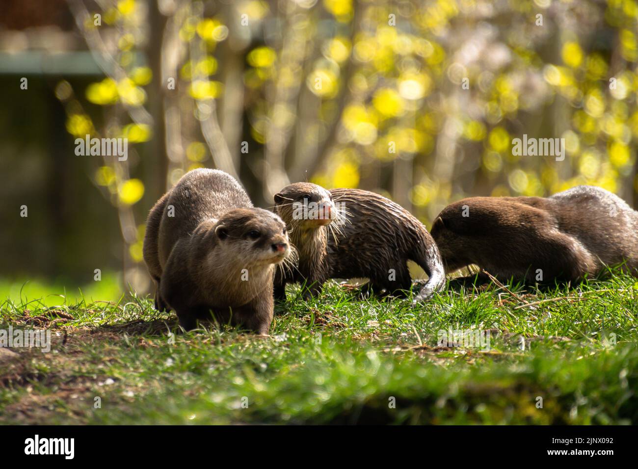 Una famiglia di tre lontre asiatiche piccole e attaccate sull'erba insieme, lo Zoo di Edimburgo Foto Stock