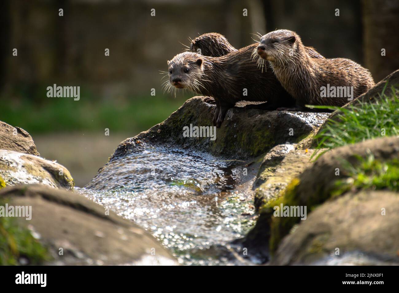 Tre cuccioli di lontre con lontre a punta corta asiatici seduti in cima a una cascata, lo Zoo di Edimburgo Foto Stock