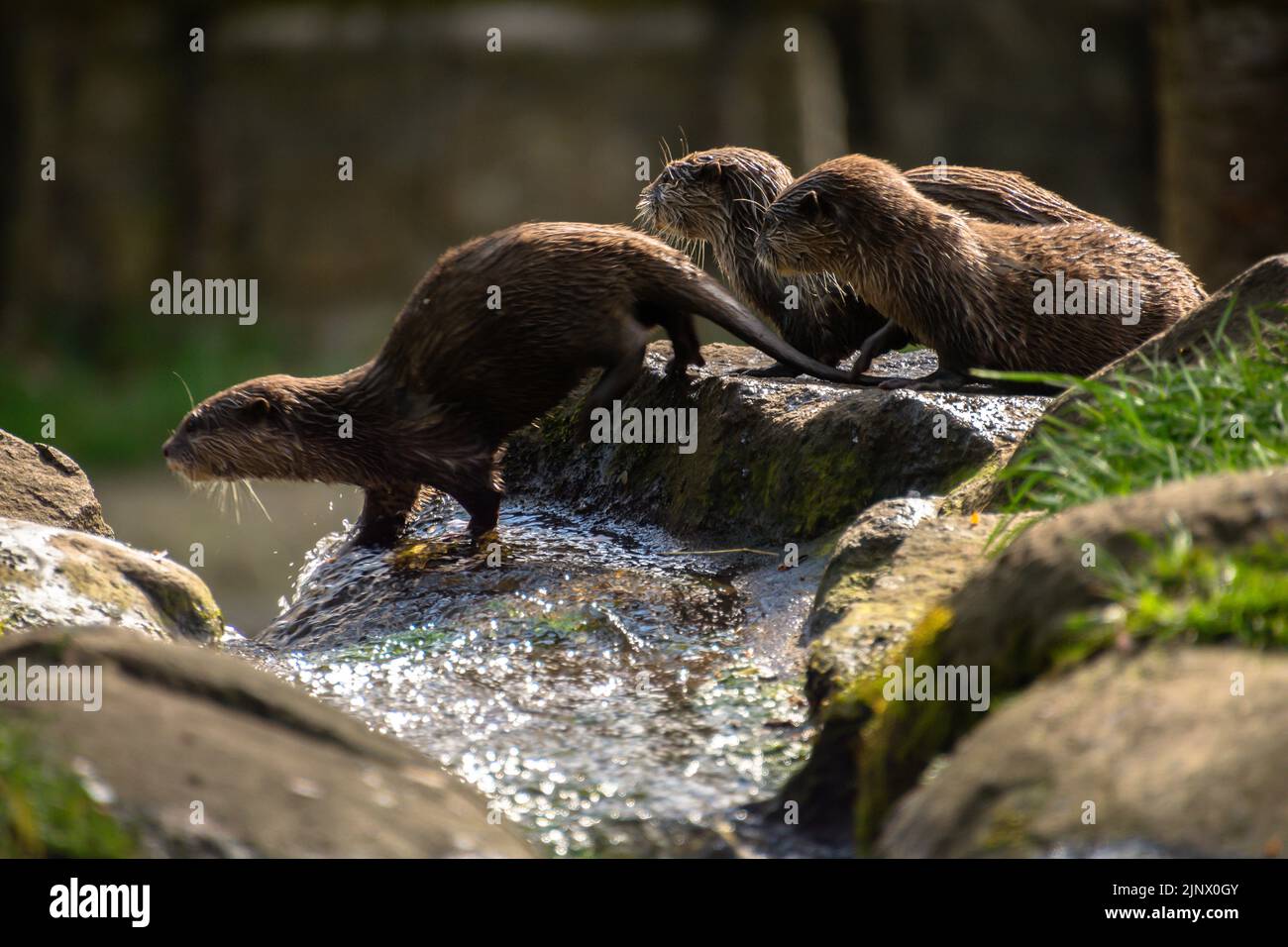 Un cuccioli di lontra con un breve clawed asiatico che corre su una cascata e davanti a due altri cuccioli seduti in cima, lo Zoo di Edimburgo Foto Stock