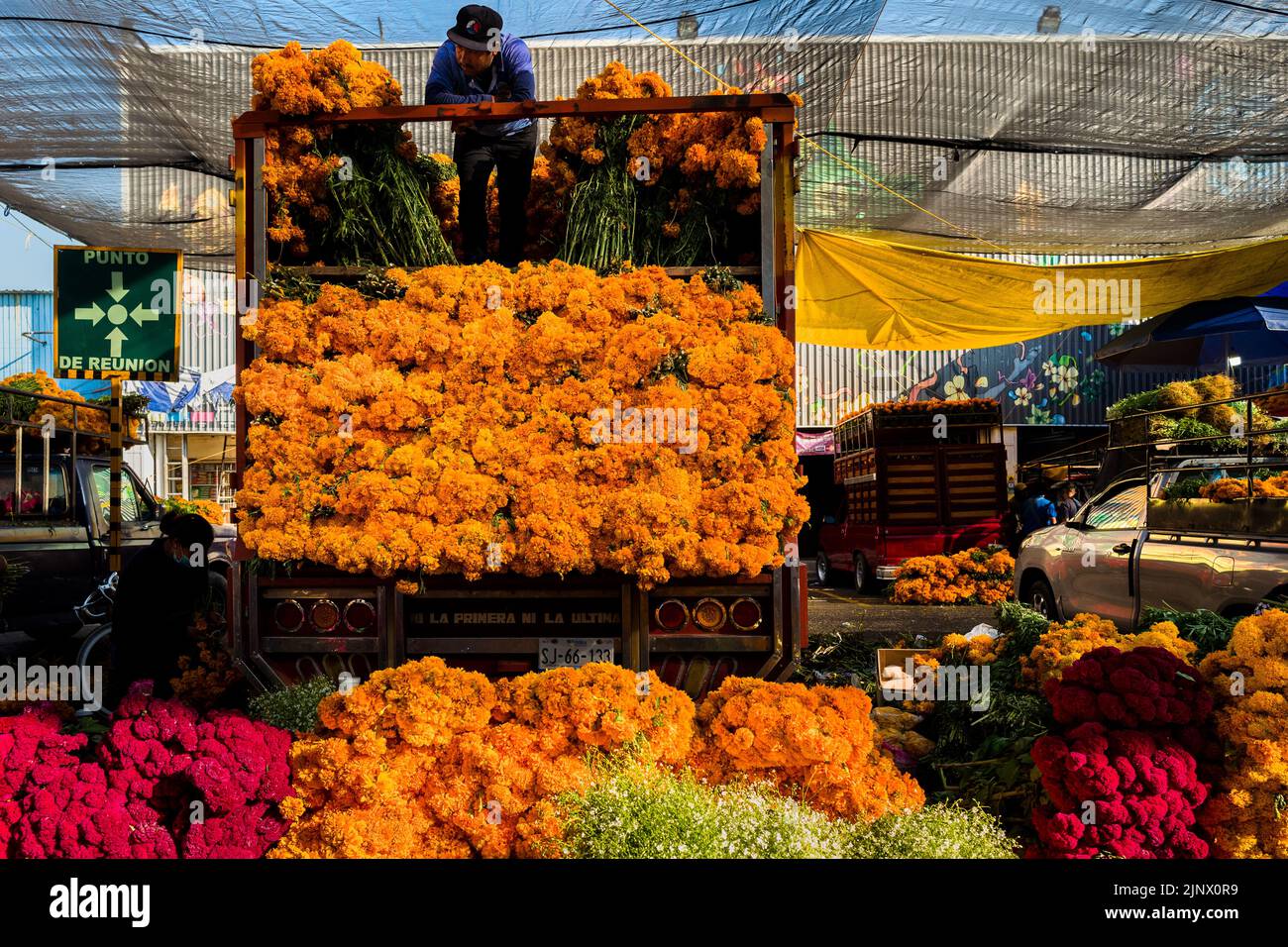 Un contadino messicano si trova sul retro di un camion che vende mazzi di fiori di marigold per le celebrazioni del giorno dei morti a Città del Messico, Messico. Foto Stock