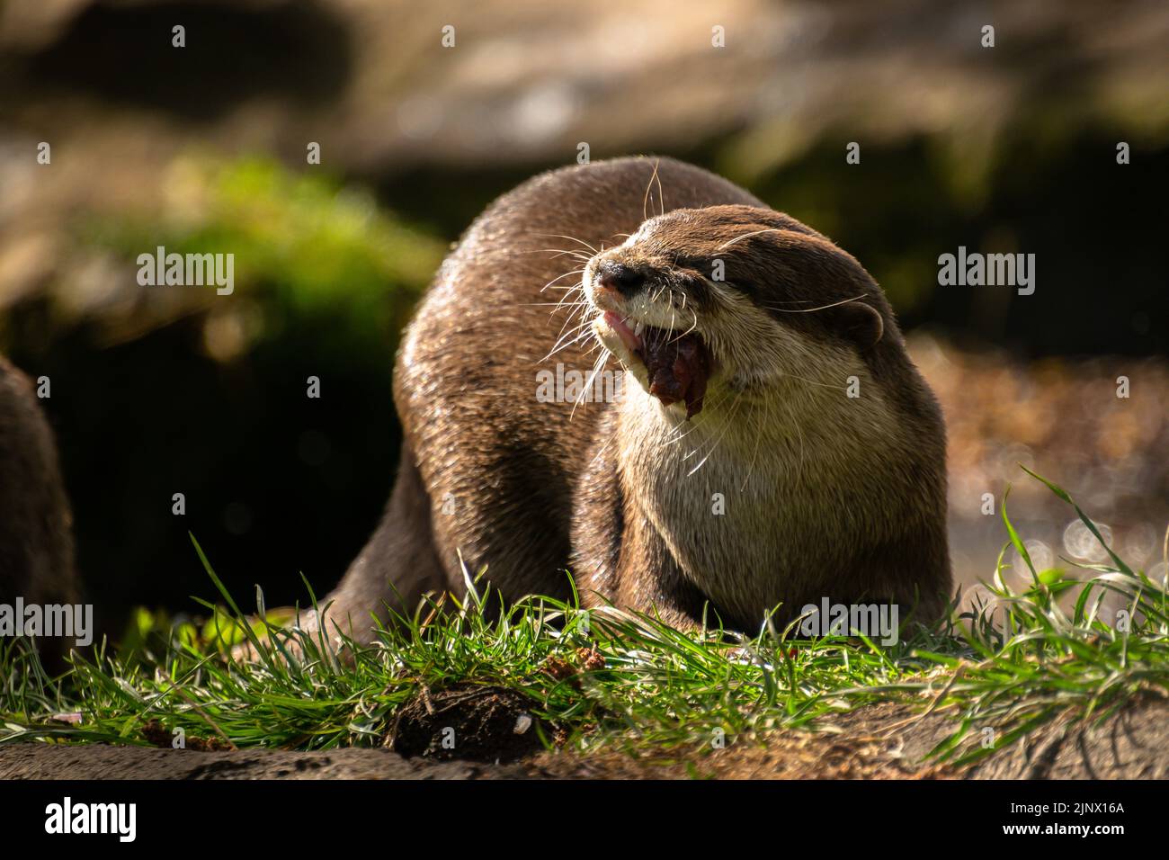 Lontra asiatica corta clawed mangiare un pezzo di pesce, Edinburgh Zoo Foto Stock