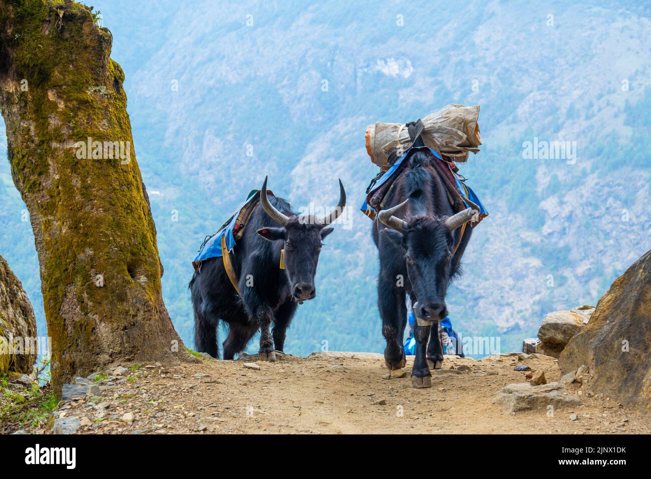 Ritratto di yak con carico pesante sul sentiero da Lukla a Namche Bazaar in Nepal. Trekking intorno Namche Bazaar e Everest Area Nepal. Traslazione concep Foto Stock