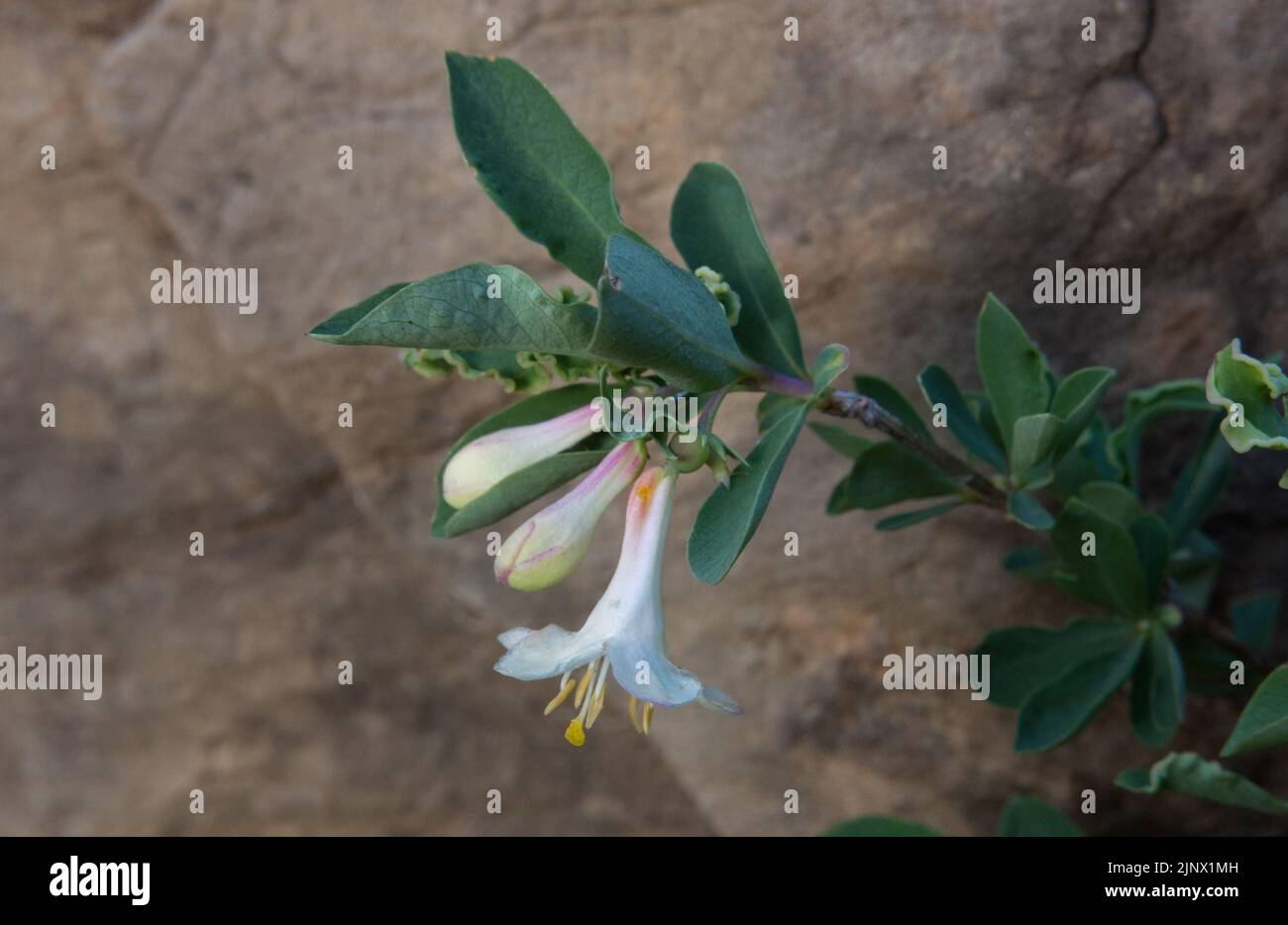 Primo piano di una ventosa di miele dei Pirenei, Lonicera pirenaica, un fiore con setti bianchi e stami gialli Foto Stock