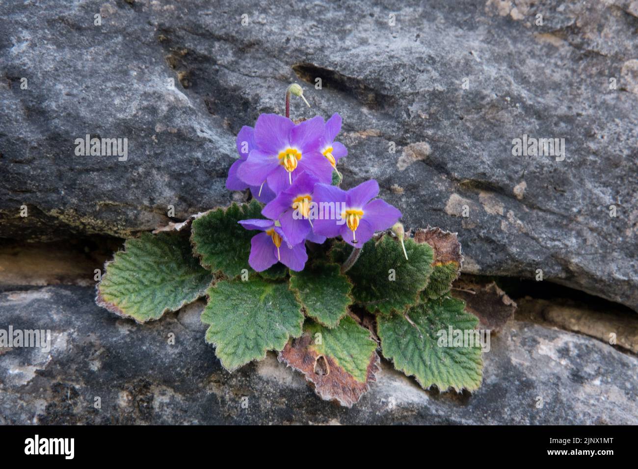 Pyrenean-violetto, una piccola pianta con fiori viola, che cresce in una crevice di roccia Foto Stock