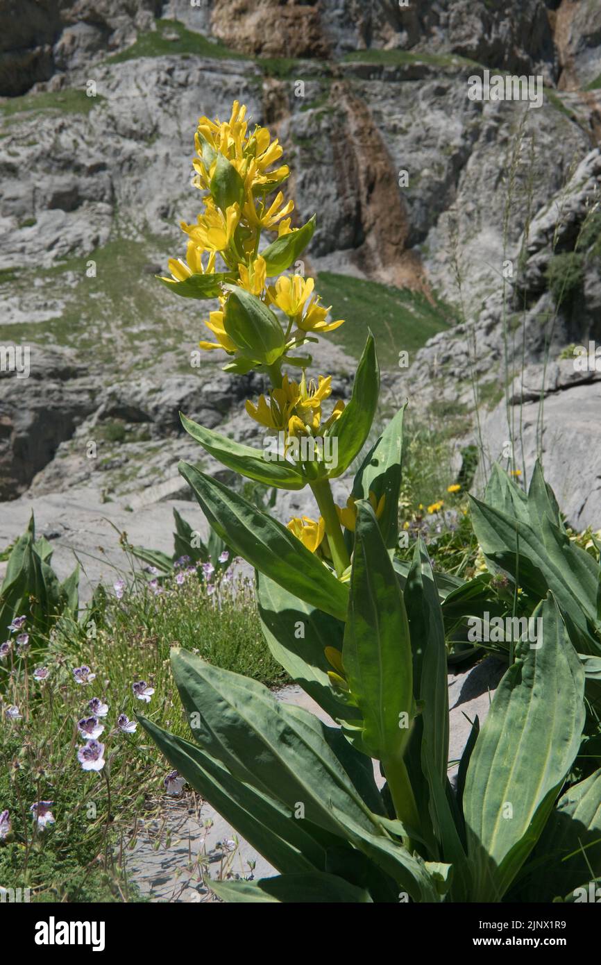 Grande genziana gialla nel suo habitat naturale alpino Foto Stock