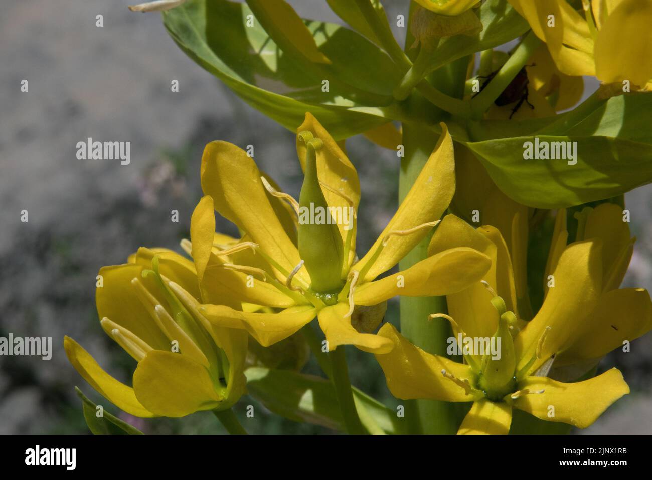 Primo piano del fiore giallo del grande genziano giallo Foto Stock