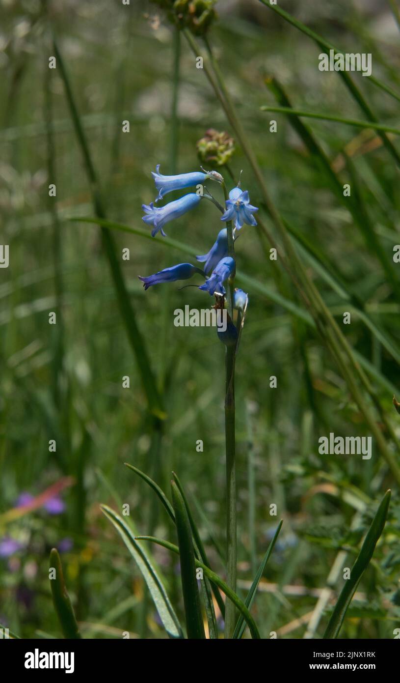 Giacinto ametista, un bel fiore blu, in prateria alpina Foto Stock