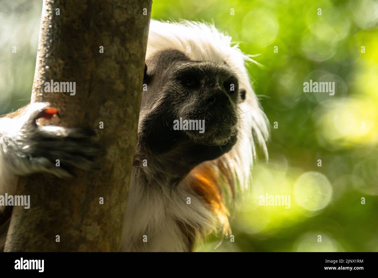 Tamarin cotton top che abbraccia un ramo d'albero mentre si guarda qualcosa, lo Zoo di Edimburgo Foto Stock