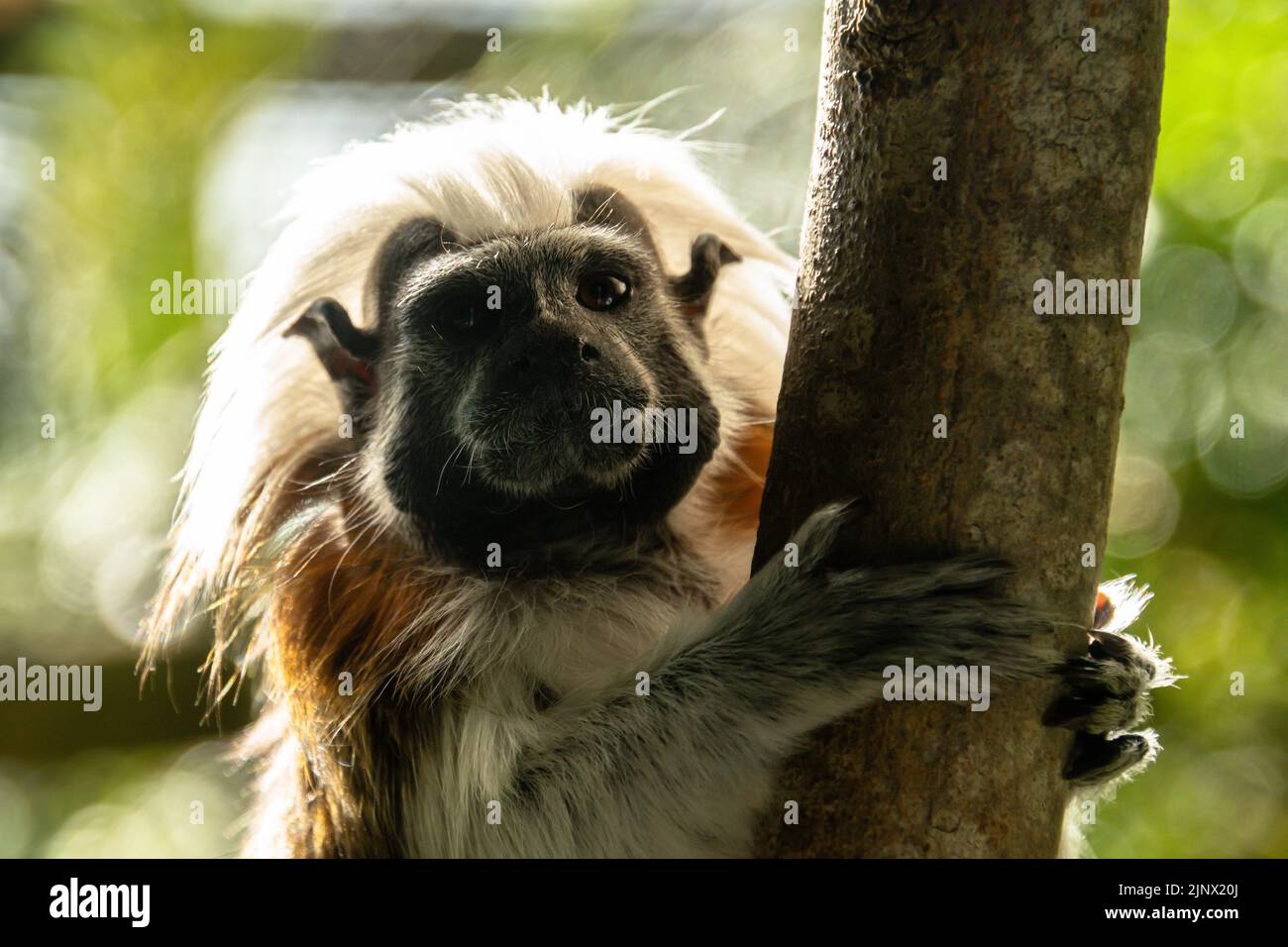 Tamarin cotton top che abbraccia un ramo d'albero mentre si guarda la macchina fotografica, lo Zoo di Edimburgo Foto Stock