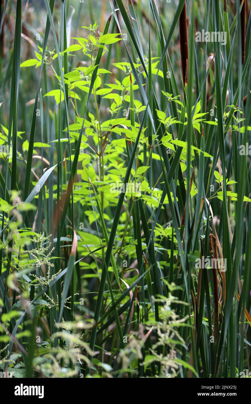 Végétation en bordure des étangs de Corot. Ville d'Avray. Haut-de-Seine. Ile-de-France. Francia. Europa. Foto Stock