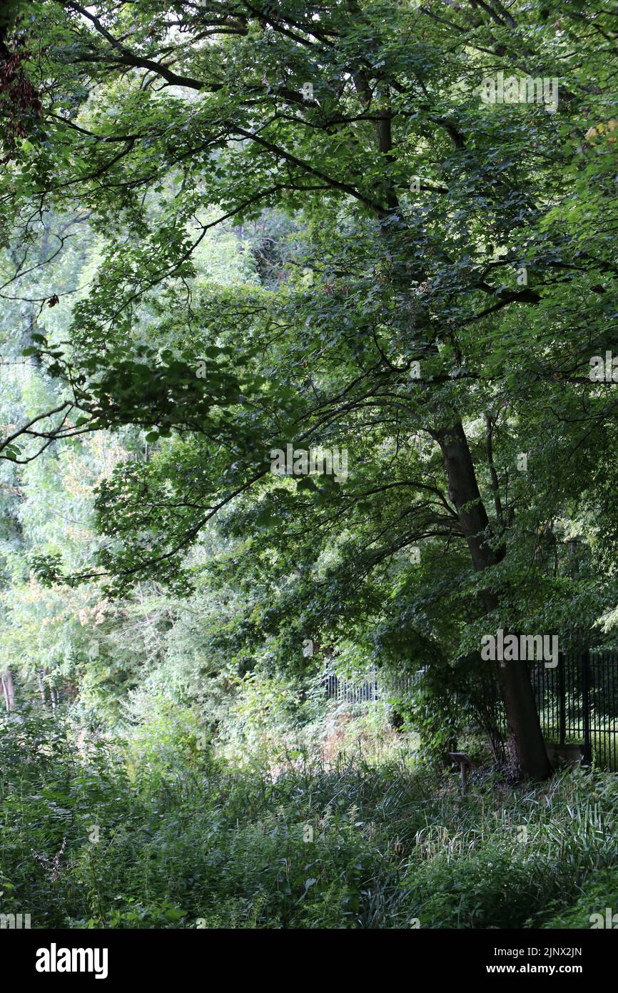 Forêt en bordure des étangs de Corot. Ville d'Avray. Haut-de-Seine. Ile-de-France. Francia. Europa. Foto Stock