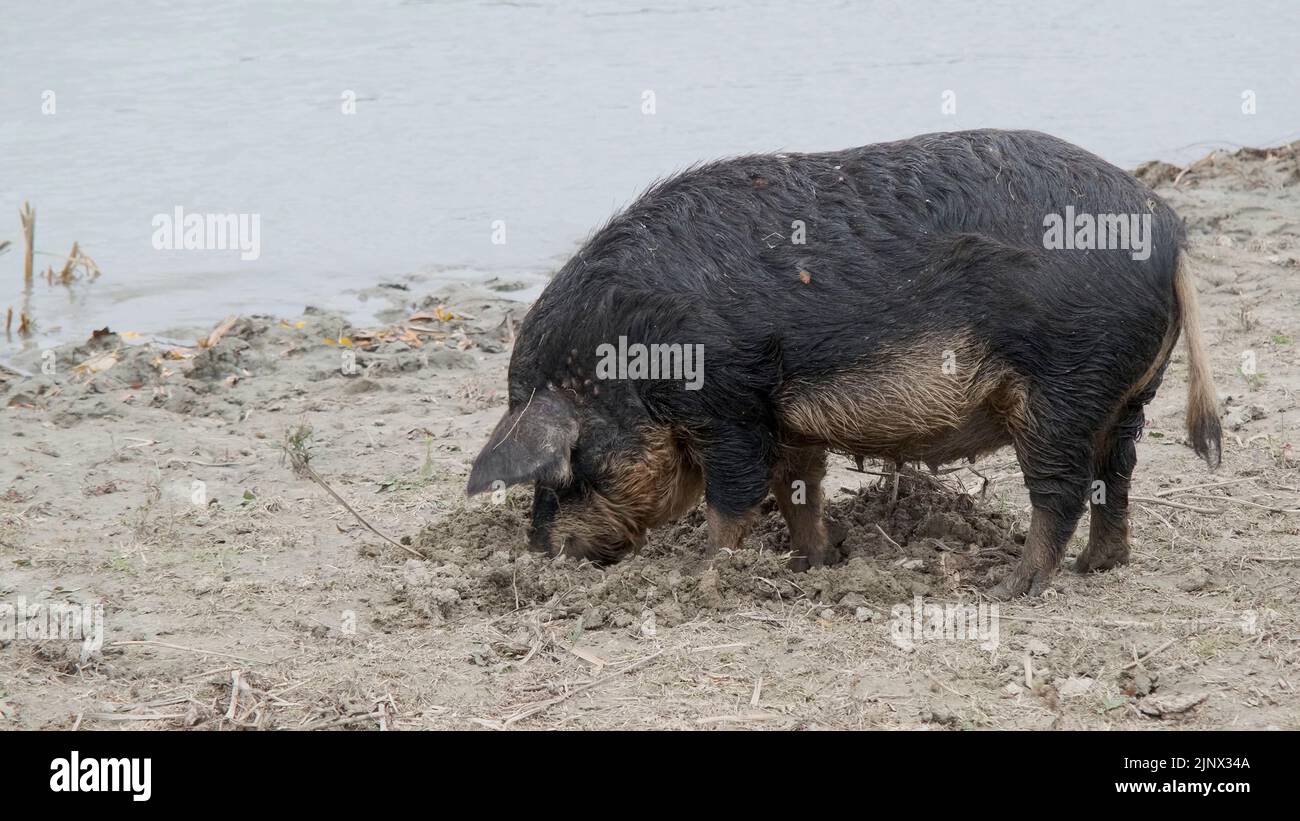 Il suino ferale (ibrido cinghiale-suino) scava il terreno nella zona costiera vicino al delta del Danubio Foto Stock