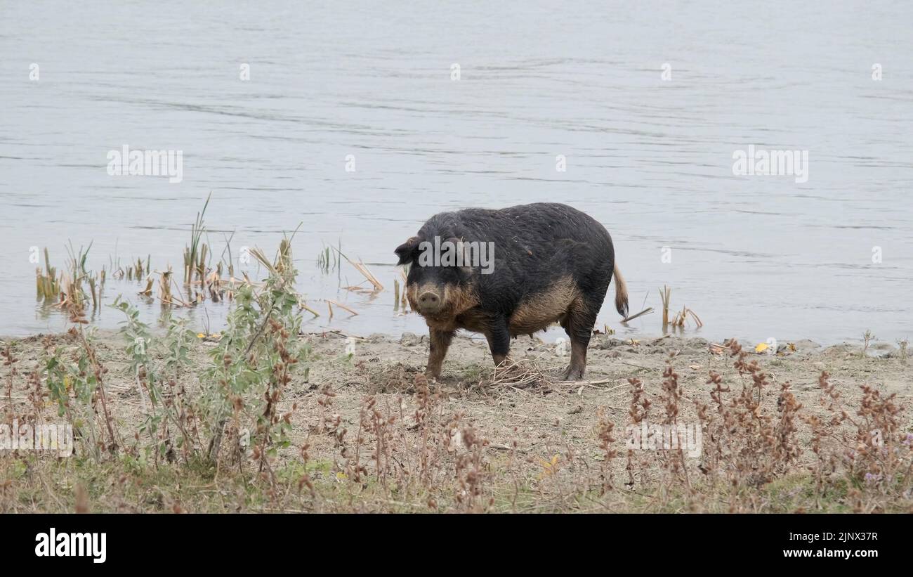 Il suino ferale (ibrido cinghiale-suino) scava il terreno nella zona costiera vicino al delta del Danubio Foto Stock