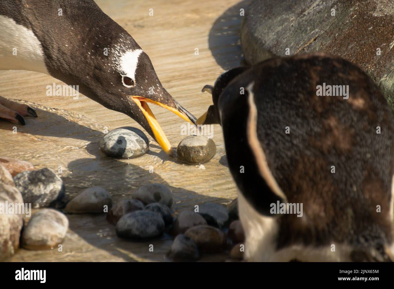 Pinguino Gentoo rubare una roccia da un altro pinguino per il suo nido Foto Stock