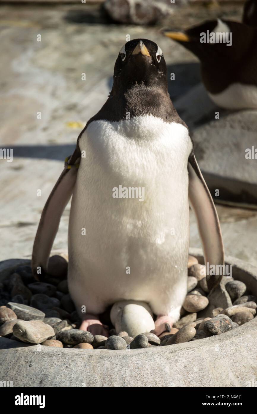 Pinguino Gentoo in piedi in un nido roccioso con due uova tra le gambe, lo Zoo di Edimburgo Foto Stock