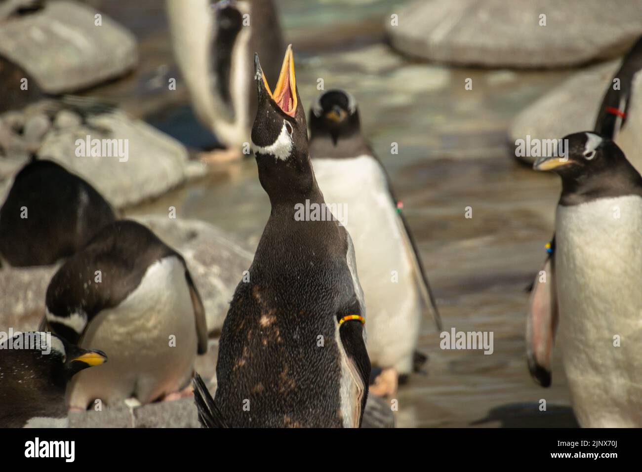 Un pinguino Gentoo alto e che chiama tra una colonia, lo Zoo di Edimburgo Foto Stock