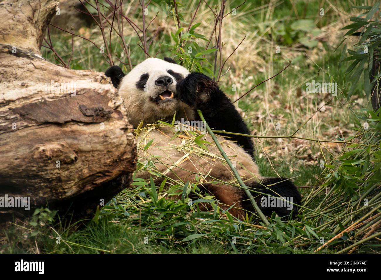 Panda gigante giacente nell'erba che mangia un bastone di bambù Foto Stock