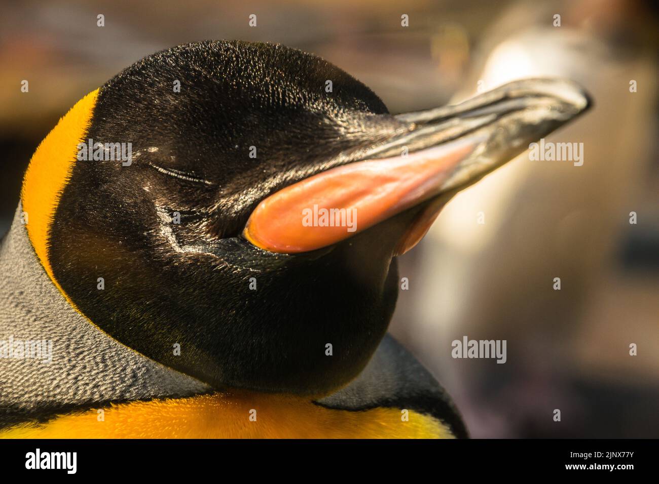Primo piano di un pinguino re che dorme al sole, lo Zoo di Edimburgo Foto Stock