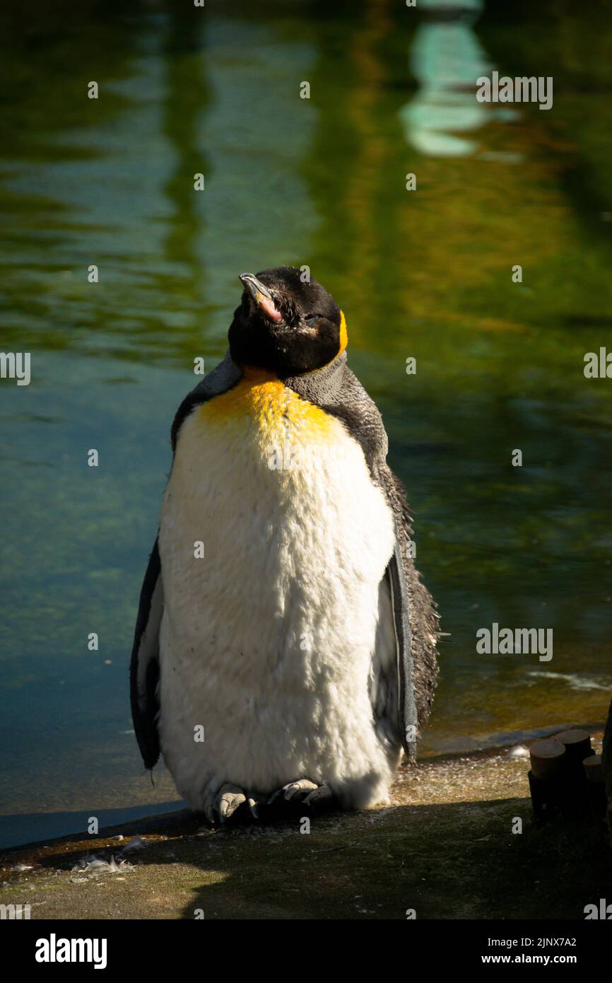 Un pinguino re addormentato in piedi davanti ad una piscina presso lo Zoo di Edinburgo Foto Stock