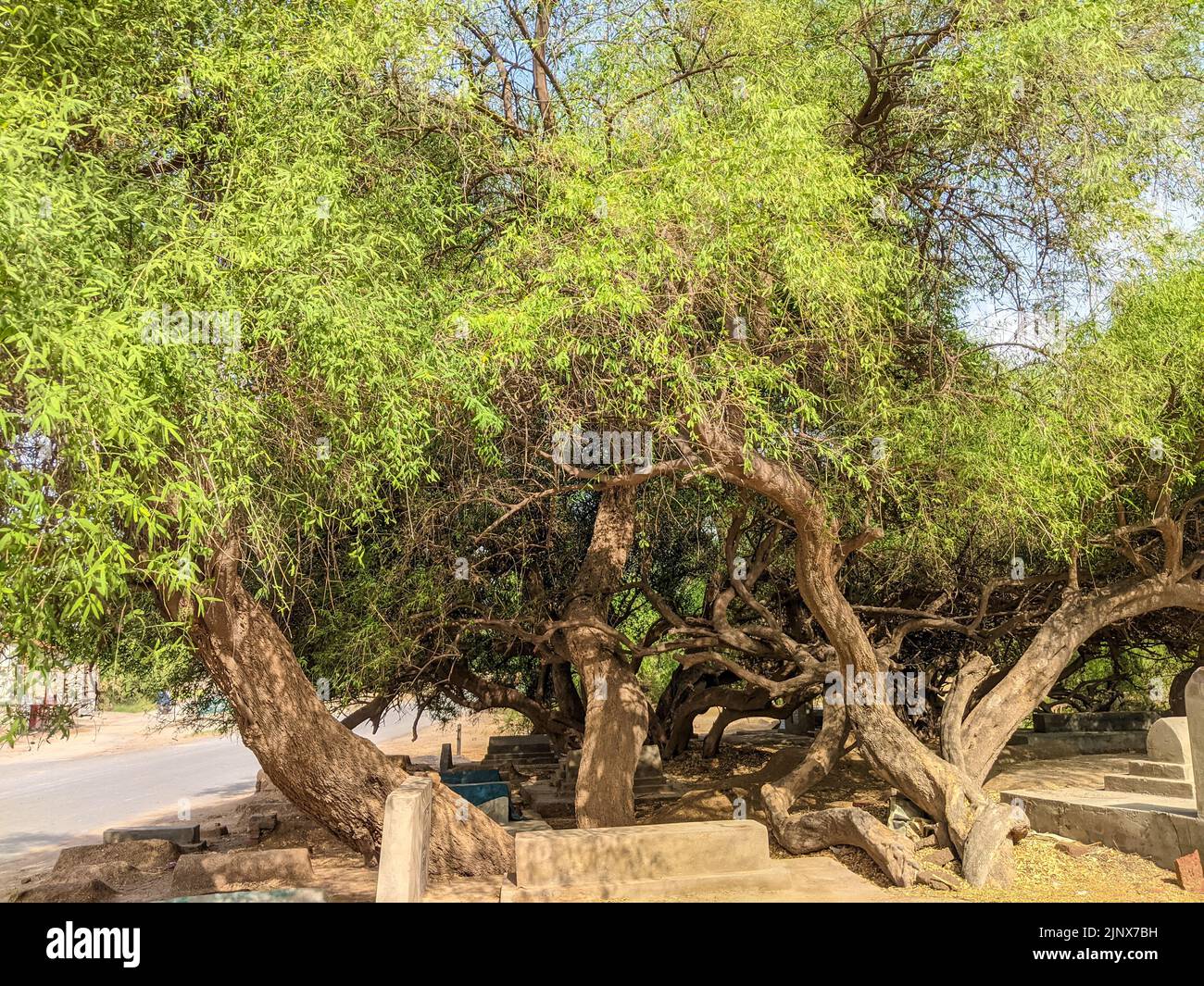 200 anni Salvadora persica anche conosciuto come Peelu albero nel cimitero Foto Stock