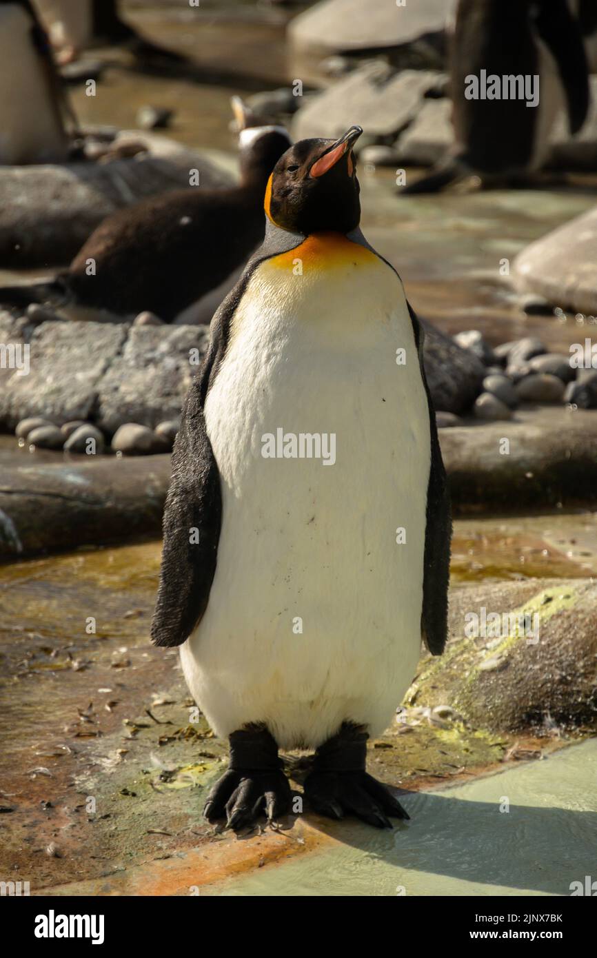 Un pinguino re si trovava di fronte alla macchina fotografica dello zoo di Edimburgo Foto Stock