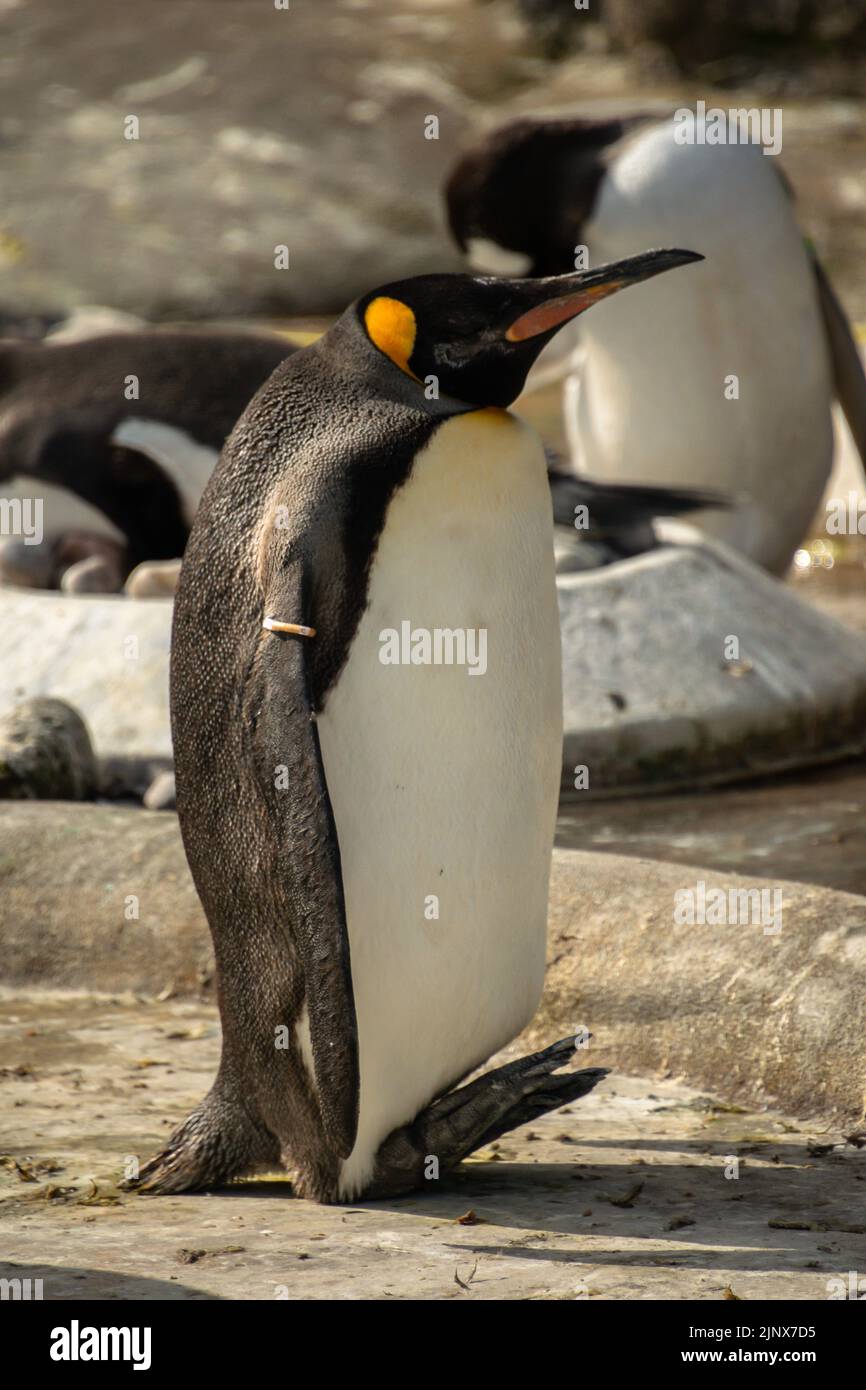 Un pinguino re in piedi sui suoi talloni allo Zoo di Edinburgo Foto Stock