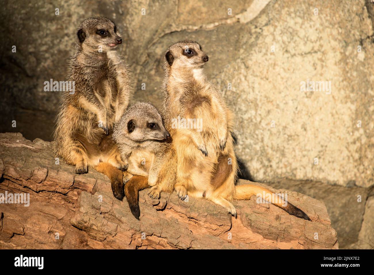 Tre meerkats su un ceppo che guarda nella stessa direzione, Edinburgh Zoo Foto Stock