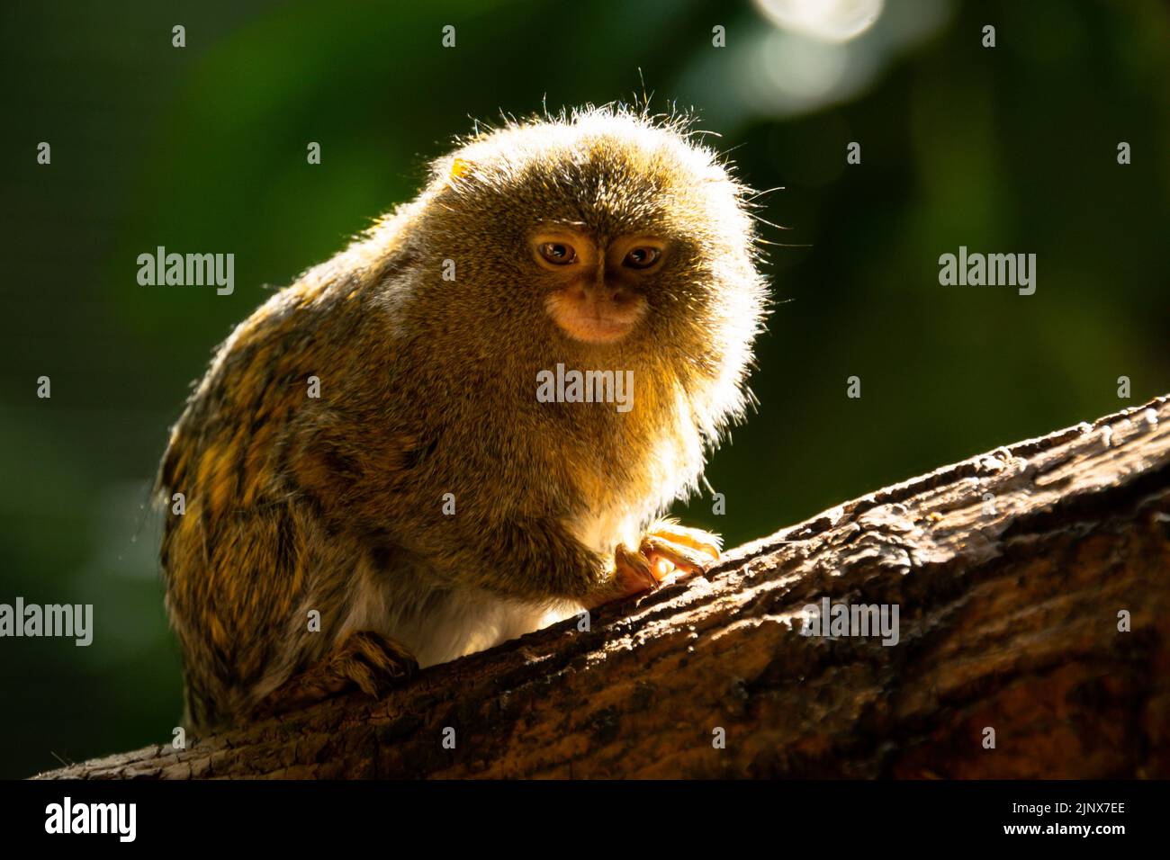 Marmoset Pygmy seduto su un ramo di albero che guarda verso il suolo, Edinburgh Zoo Foto Stock