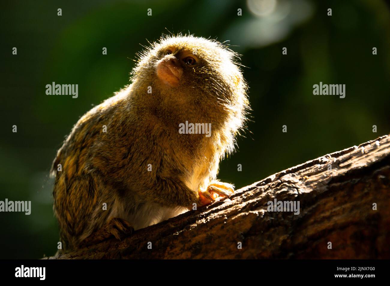 Pygmy marmoset seduto su un ramo di albero che guarda il cielo, Edinburgh Zoo Foto Stock
