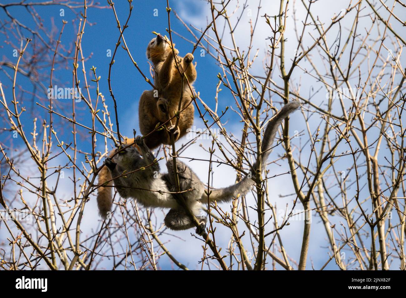 Limur incoronato che arrampica su un albero alla ricerca di cibo, lo zoo di Edimburgo Foto Stock