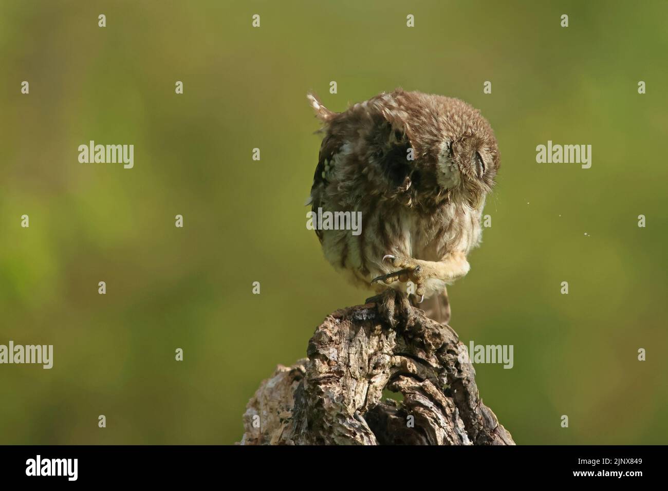 Un piccolo gufo selvatico (noctua di Athene) si sta graffiando la mattina prima di andare attivamente a caccia di insetti e vermi in un frutteto. Foto Stock