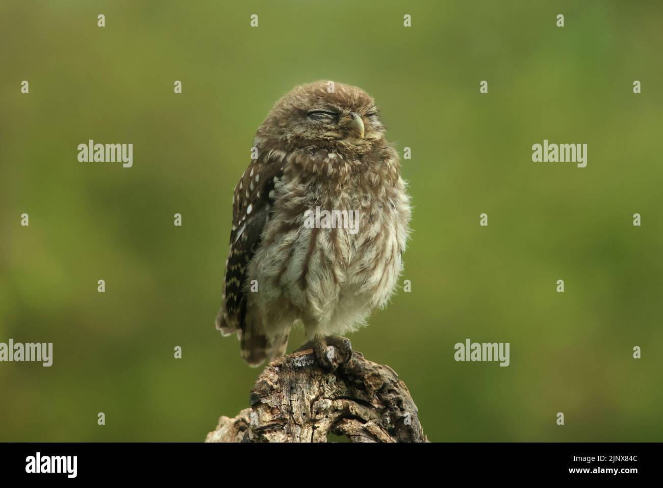 Un gufo selvatico (noctua di Athene) è sonnolento al mattino prima di andare attivamente a caccia di insetti e vermi in un frutteto. Den Bosch. Foto Stock