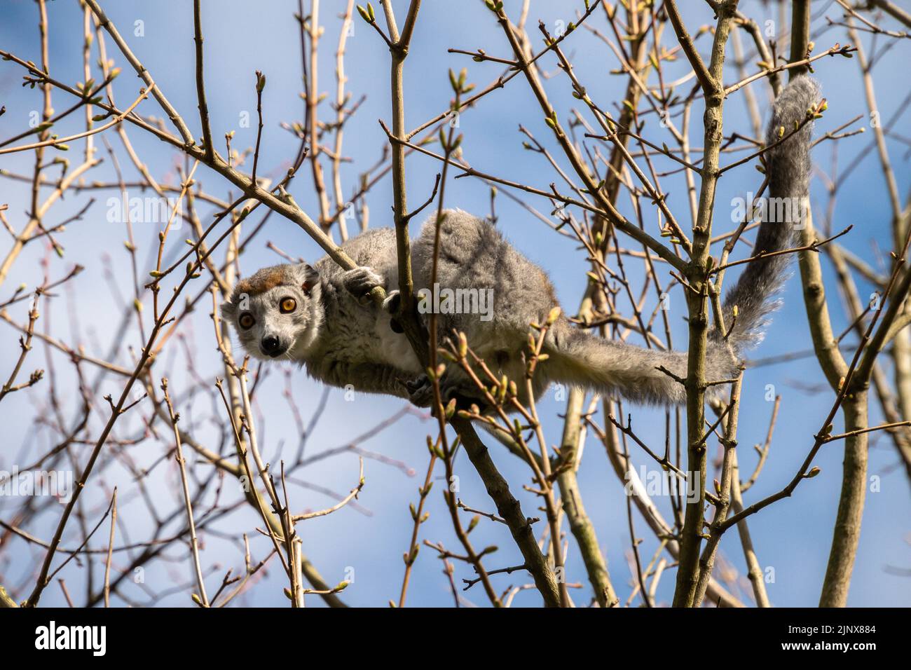 Limur incoronato che arrampica su un albero alla ricerca di cibo, lo zoo di Edimburgo Foto Stock