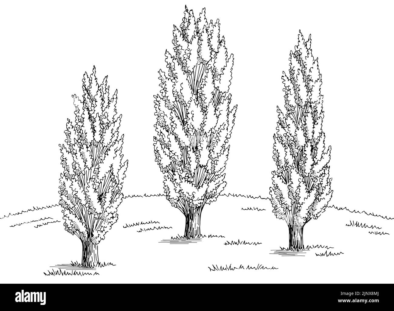 Pioppo boschetto grafico bianco nero paesaggio disegno vettore di illustrazione Illustrazione Vettoriale