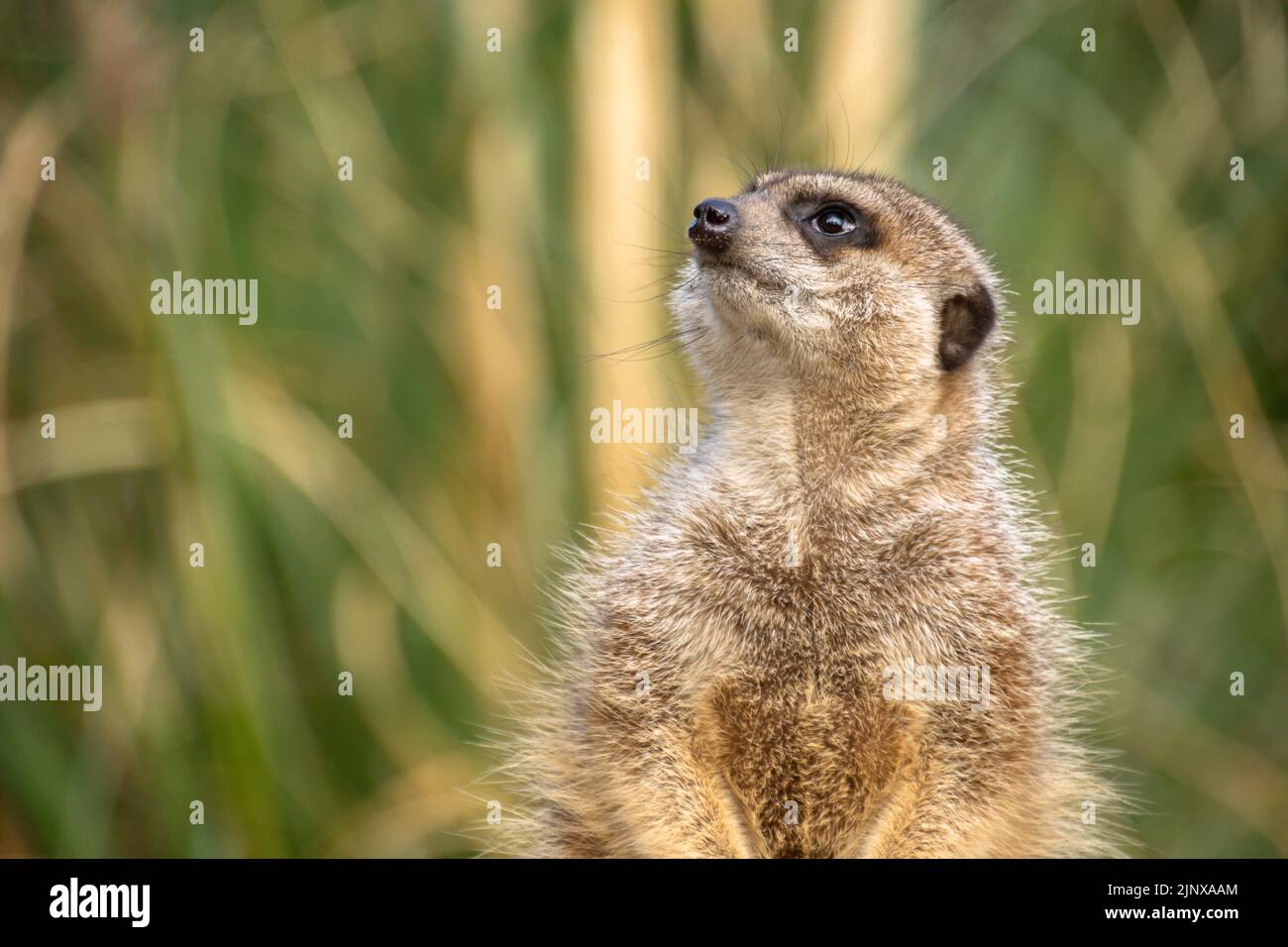 Meerkat guardando con astudezza nel cielo sullo sfondo di erba morbida, lo Zoo di Edimburgo Foto Stock