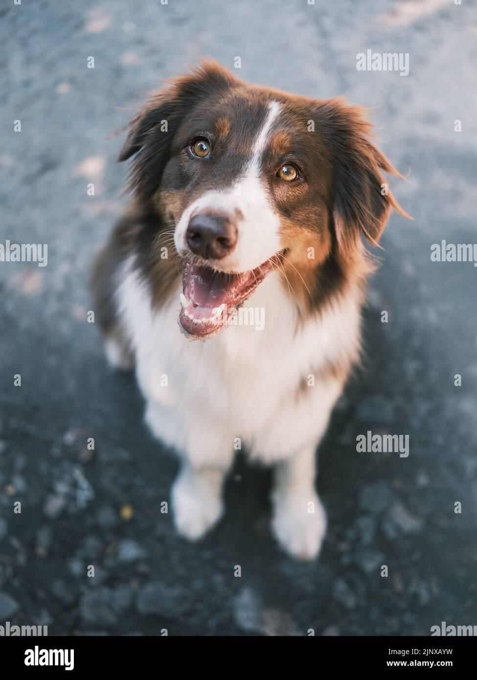 Ritratto di cane australiano. Foto dall'alto di un pastore australiano che guarda la macchina fotografica Foto Stock