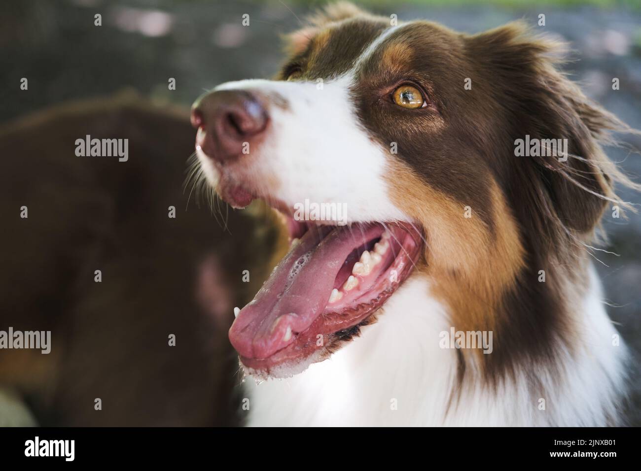 Ritratto di cani australiani, primo piano. Simpatico pastore australiano sorridente, focalizzato sugli occhi Foto Stock