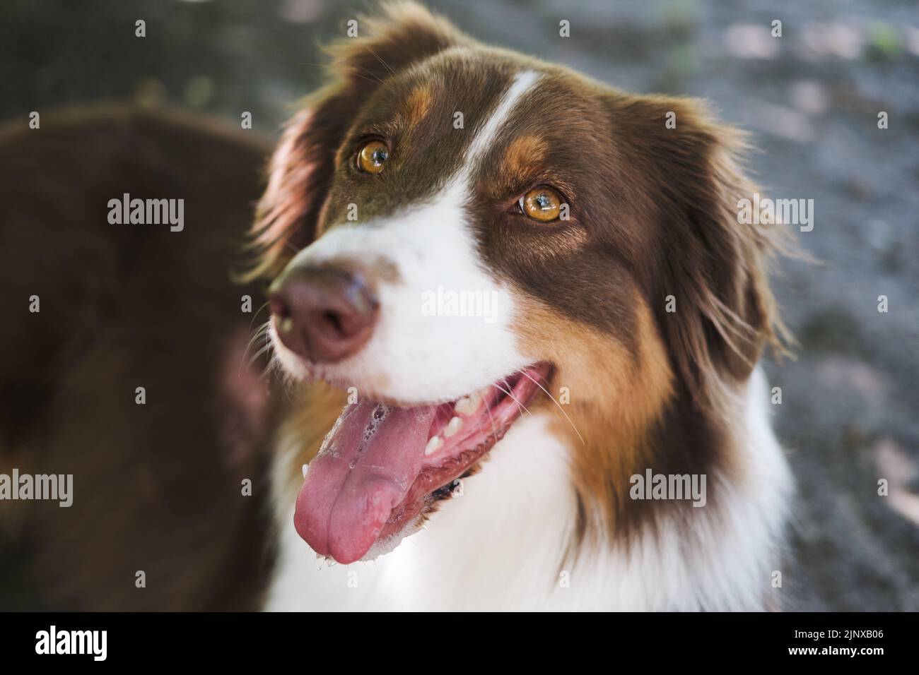 Ritratto di cani australiani, primo piano. Simpatico pastore australiano sorridente, focalizzato sugli occhi Foto Stock