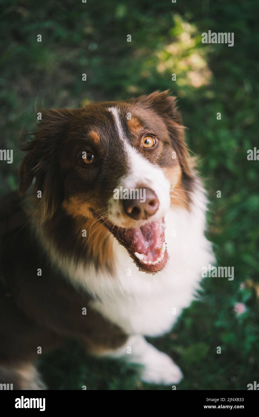 Carino cane pastore australiano in posa alla macchina fotografica. Bella australiana seduta su erba verde Foto Stock
