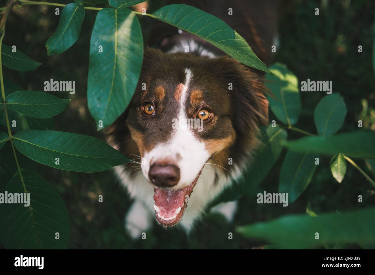 Carino cane pastore australiano in posa alla macchina fotografica tra foglie verdi. Bella australiana seduta su erba verde Foto Stock