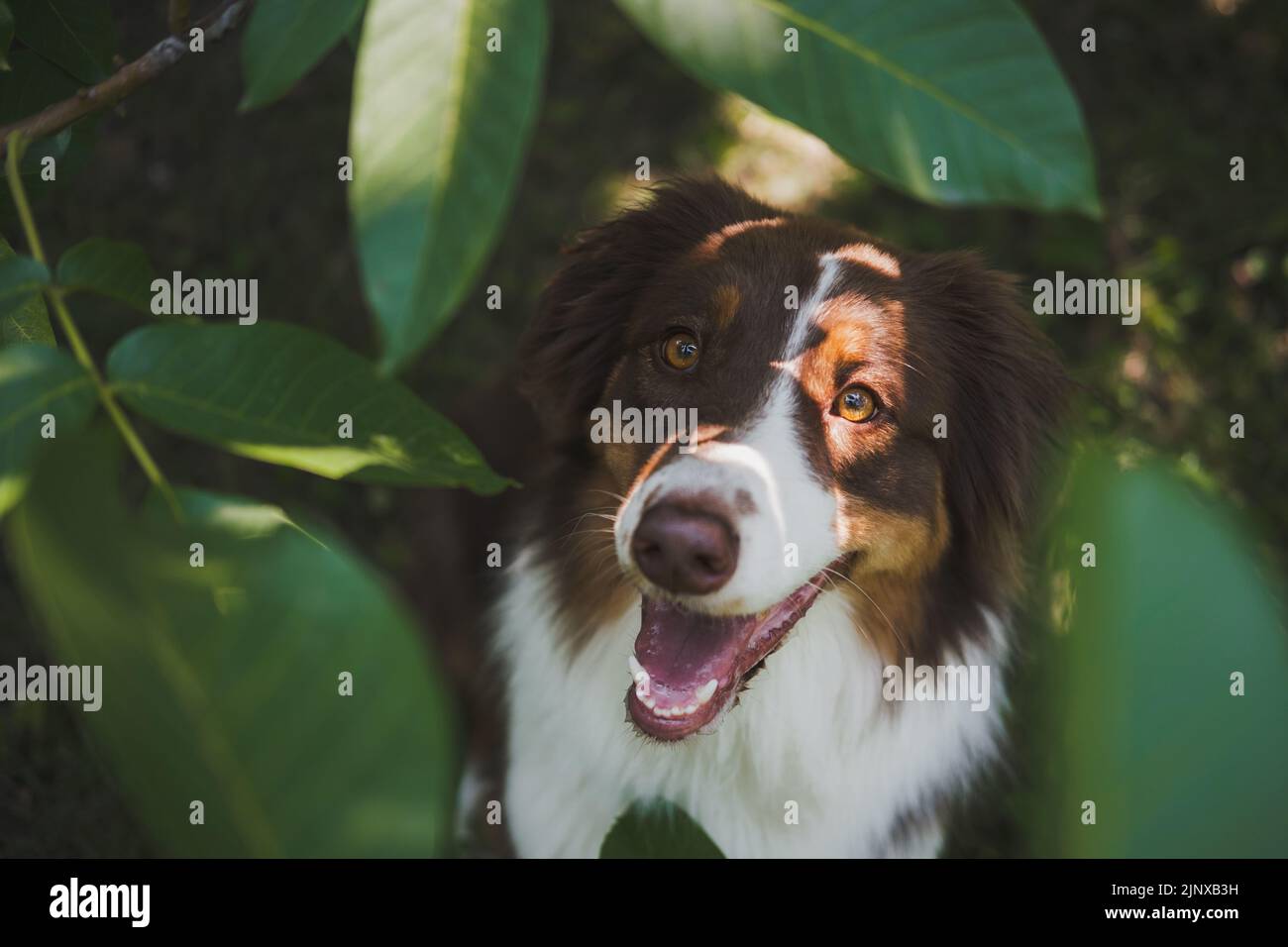 Carino cane pastore australiano in posa alla macchina fotografica tra foglie verdi. Bella australiana seduta su erba verde Foto Stock