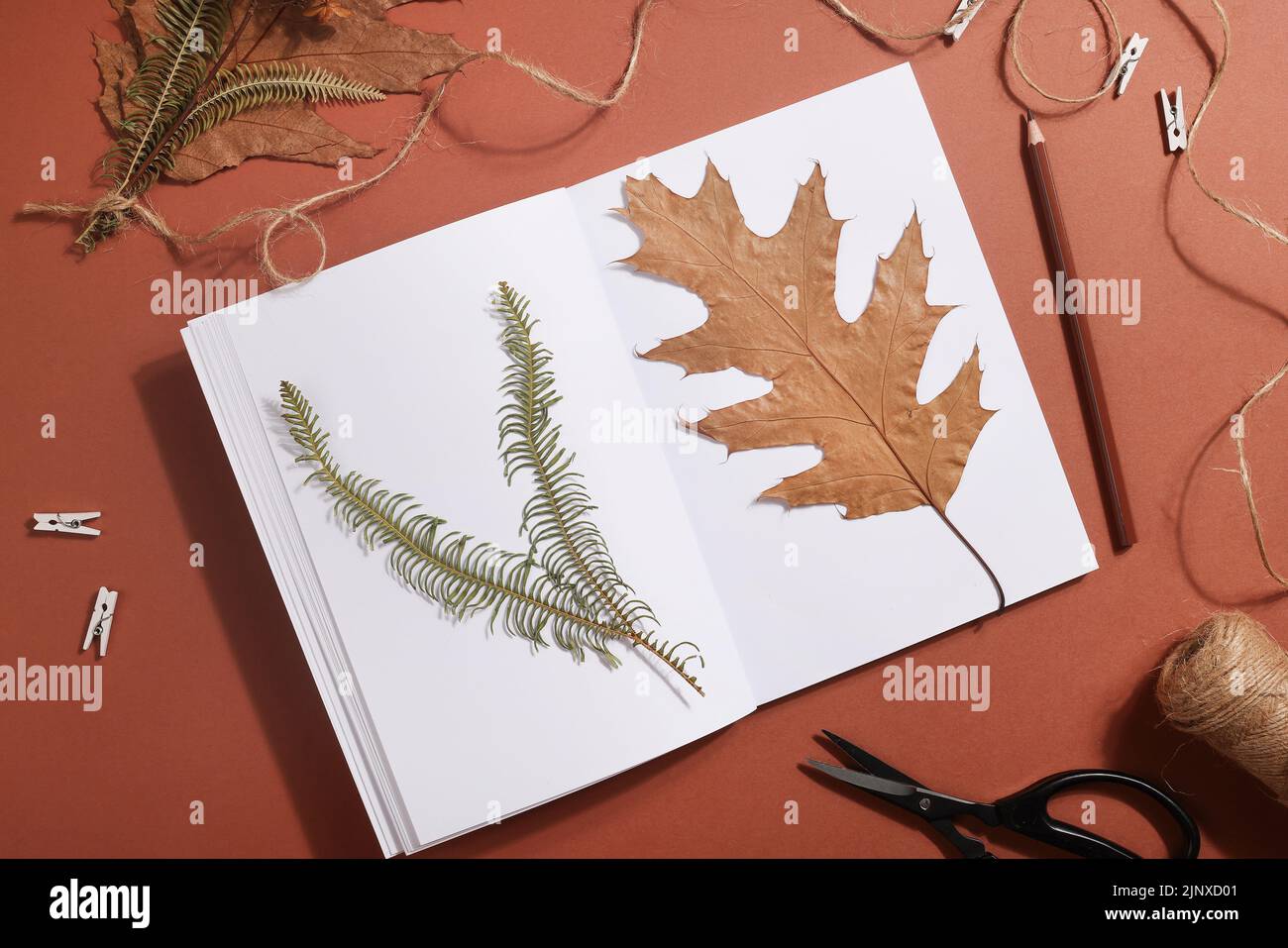 Foglio pressato secco su carta da notebook con matita, forbici e spago su sfondo marrone. Hobby, fatto a mano, arte floreale e stile boho concetto Foto Stock