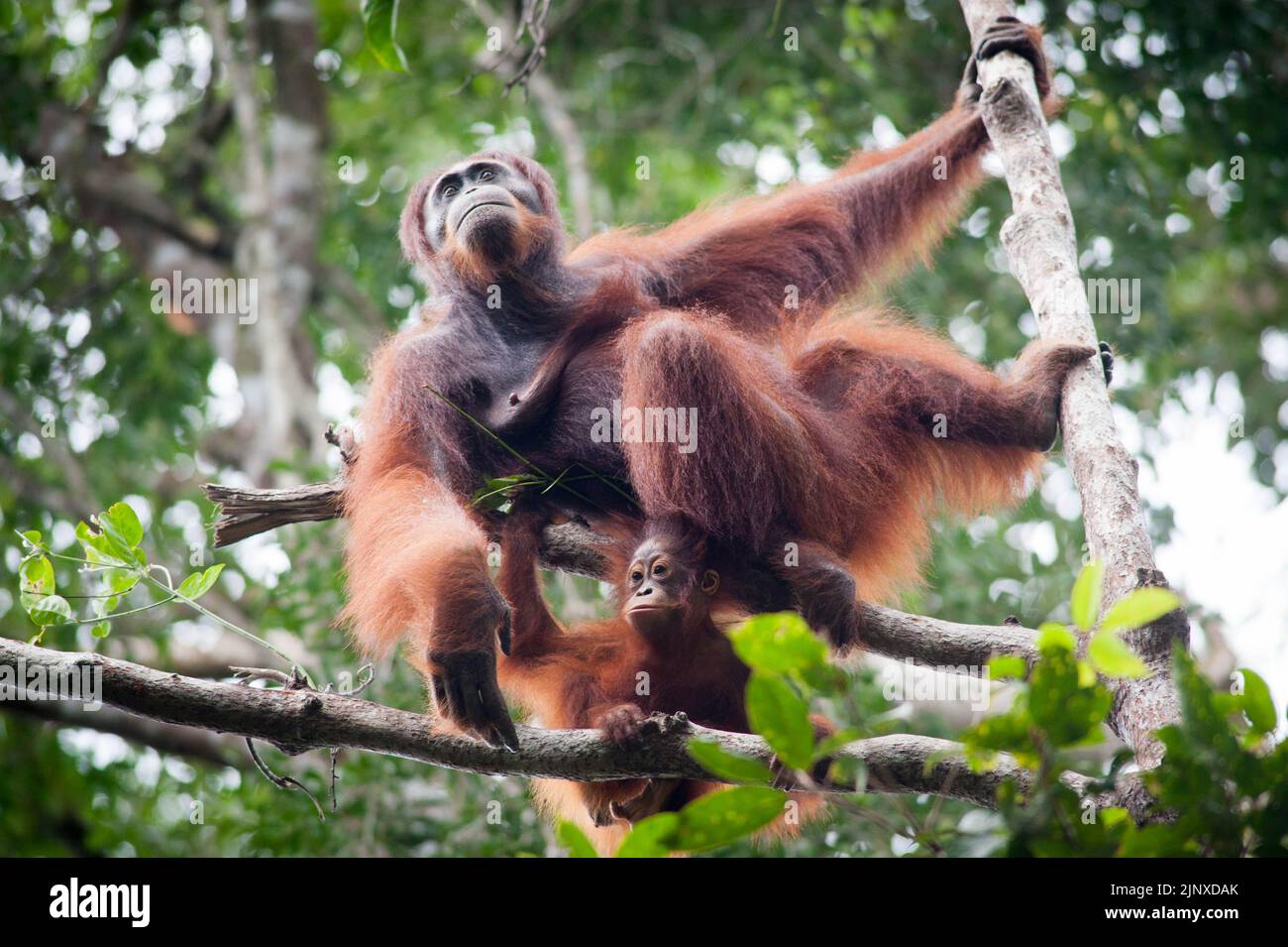Orangutan in Tanjung Putting Parco Nazionale Borneo Foto Stock