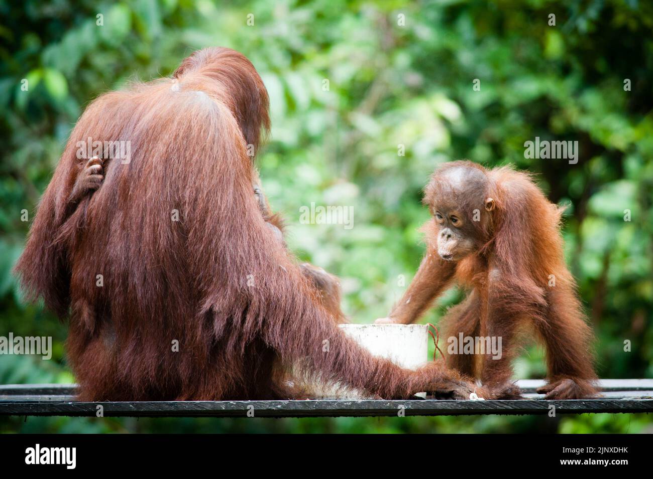 Orangutan in Tanjung Putting Parco Nazionale Borneo Foto Stock