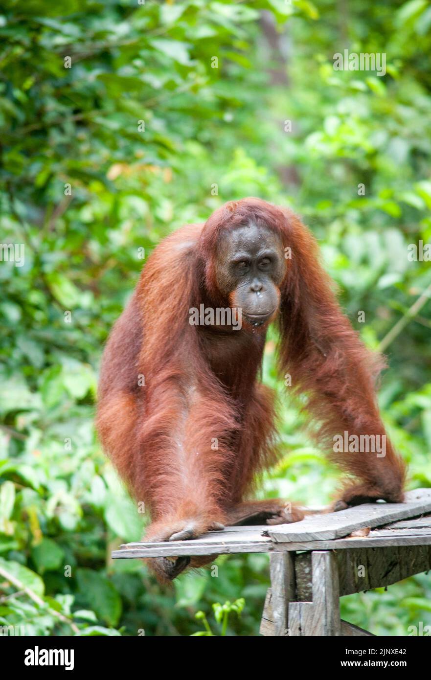 Orangutan in Tanjung Putting Parco Nazionale Borneo Foto Stock