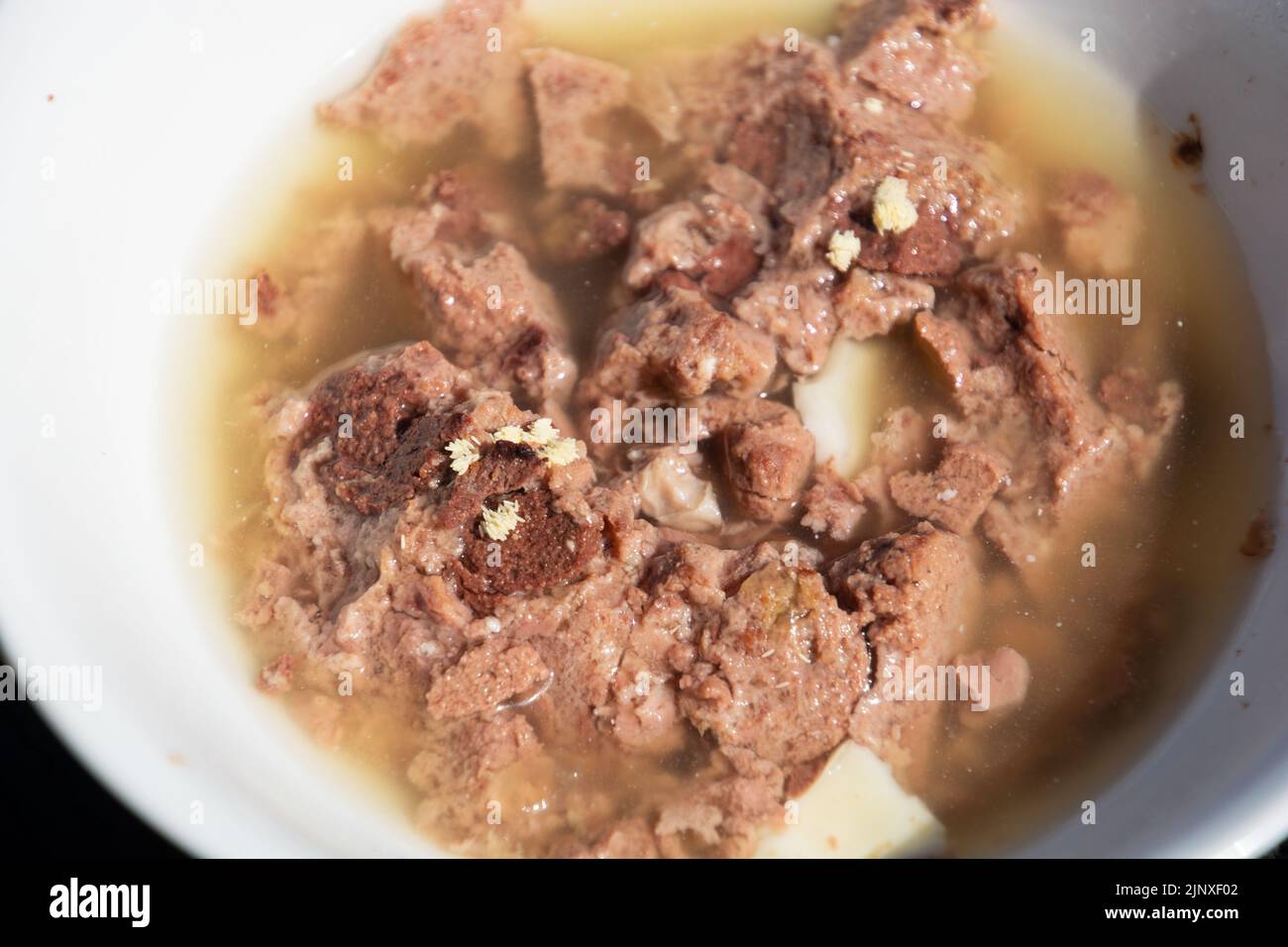 Uova volare su cibo sporco cibo non igienico il cibo deve essere scartato Foto Stock