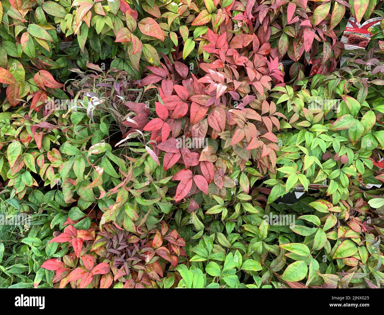 Fogliame autunnale di Nandina Blush visto trasformarsi in clour autunnale. Foto Stock