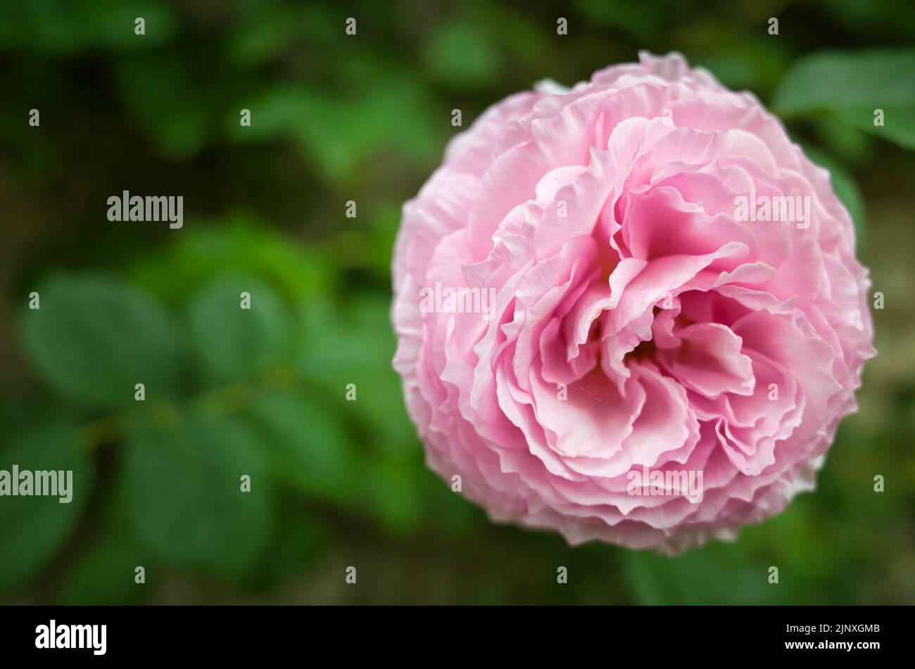 Rosa Peonia su uno sfondo di foglie verdi sfocate Foto Stock