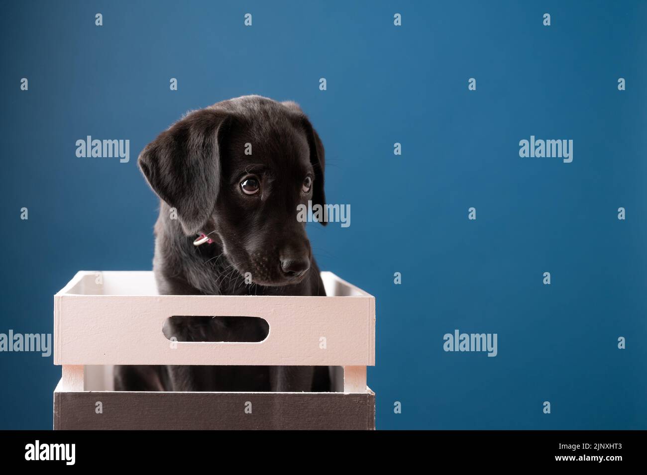 Adorabile nero labrador Retriever cucciolo con innocente sguardo sul suo volto seduto in una scatola di legno. Studio girato su sfondo blu con spazio di copia. Foto Stock